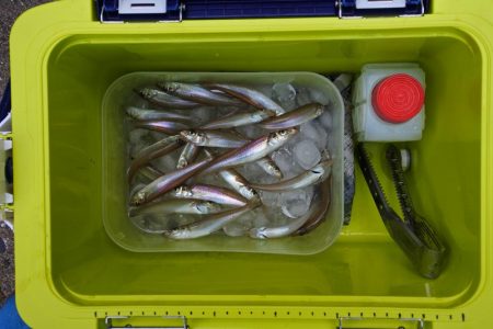 晴れ間のキス釣り　ピンギスばかり