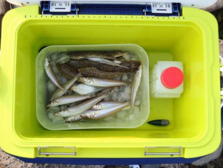 真夏のキス釣り　ミニチャリコに降参