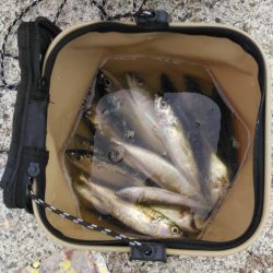 大サバ求めて、、、。