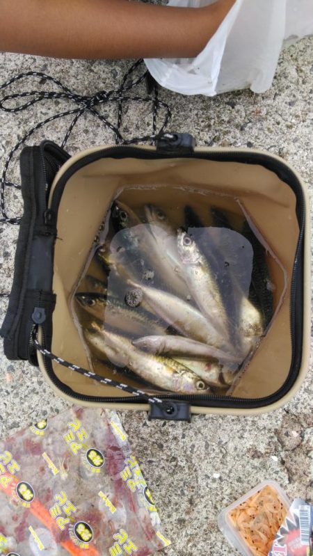 大サバ求めて、、、。