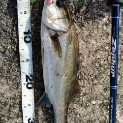 ぶら河川船底調査！！