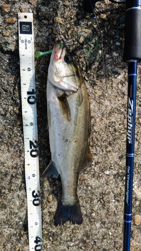 ぶら河川船底調査！！