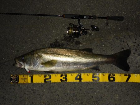 満潮時の浅場での攻め