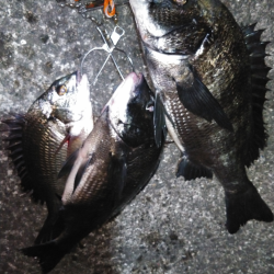 大雨後の濁りでチヌ！