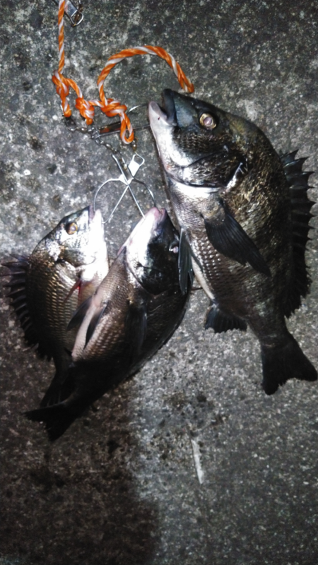 大雨後の濁りでチヌ！