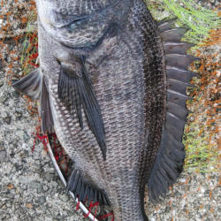 梅雨バクおわり??