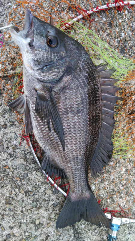 梅雨バクおわり??