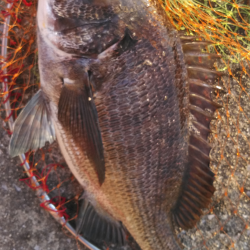 チヌの活性たかし!