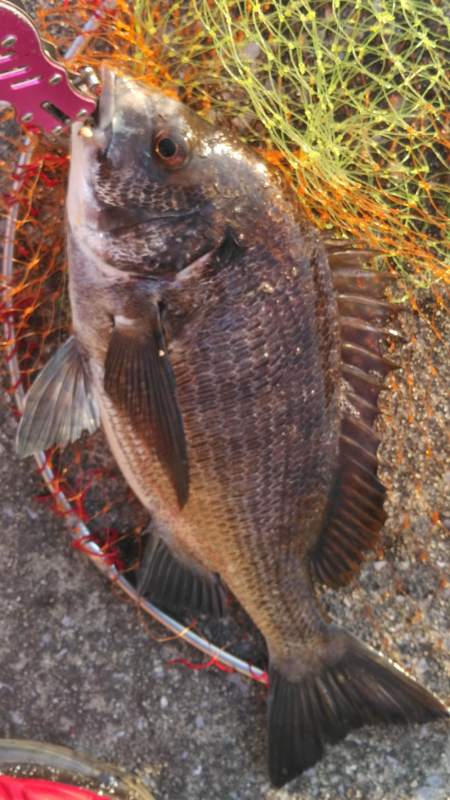 チヌの活性たかし!