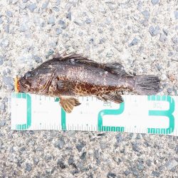 連休最後の日はタケノコメバル