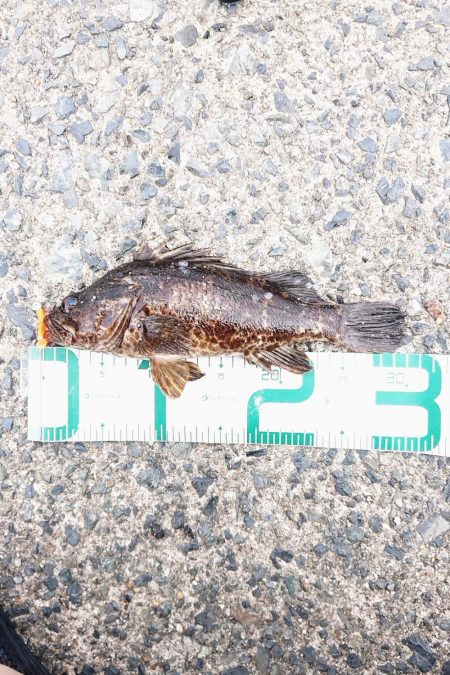 連休最後の日はタケノコメバル