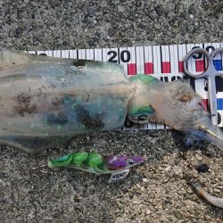 ネオブラが効いた?