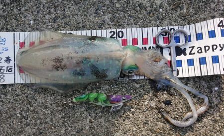 ネオブラが効いた？