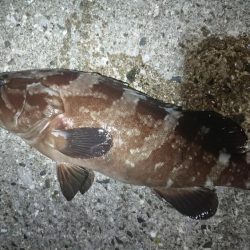 対馬ズボ釣り釣果