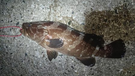 対馬ズボ釣り釣果