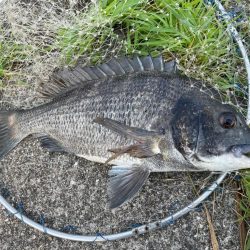 チヌ落とし込み