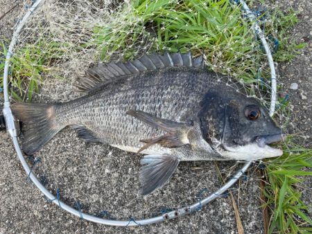 チヌ落とし込み