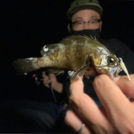 アジング＆メバリング