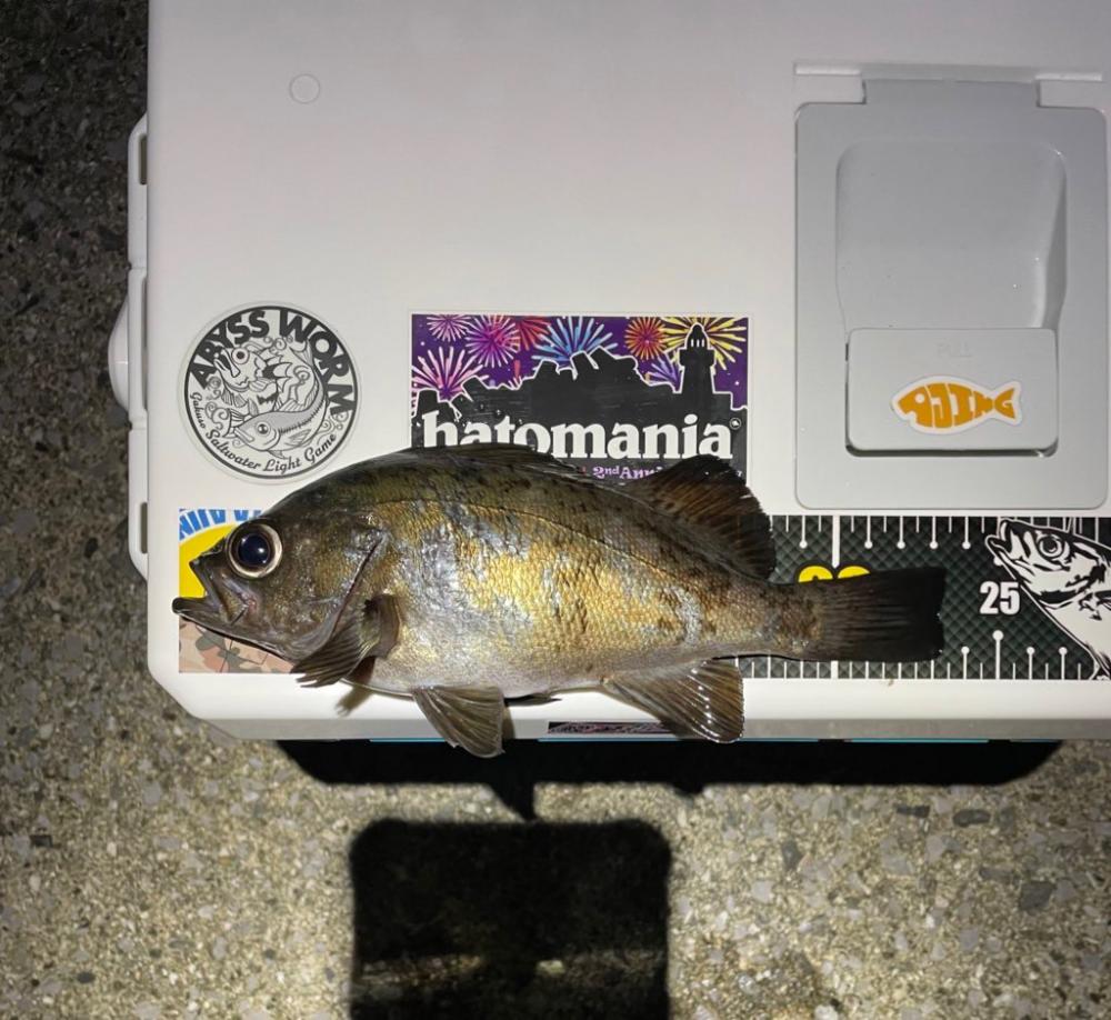 アジは何処ですか？