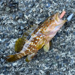 アコウ、ガシラ