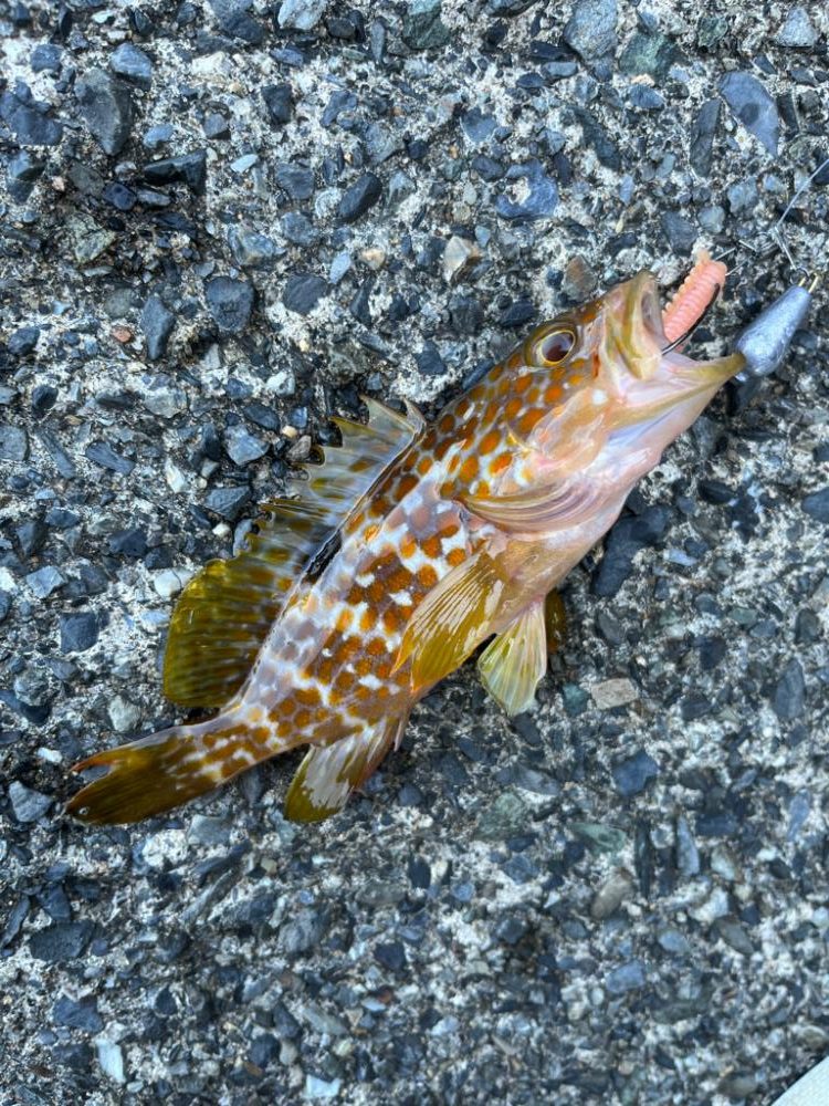 アコウ、ガシラ