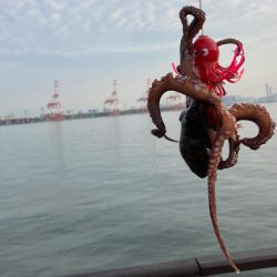 ツバス消え。蛸散歩するも。。