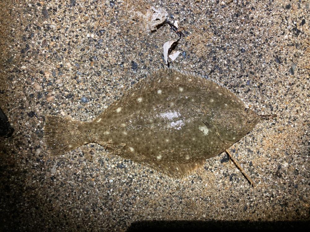 ナイトマゴチ？？