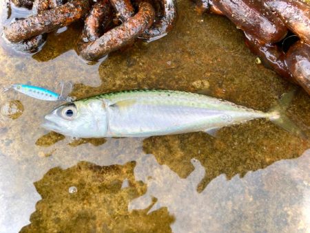 無限サバゲー開幕にゃ！