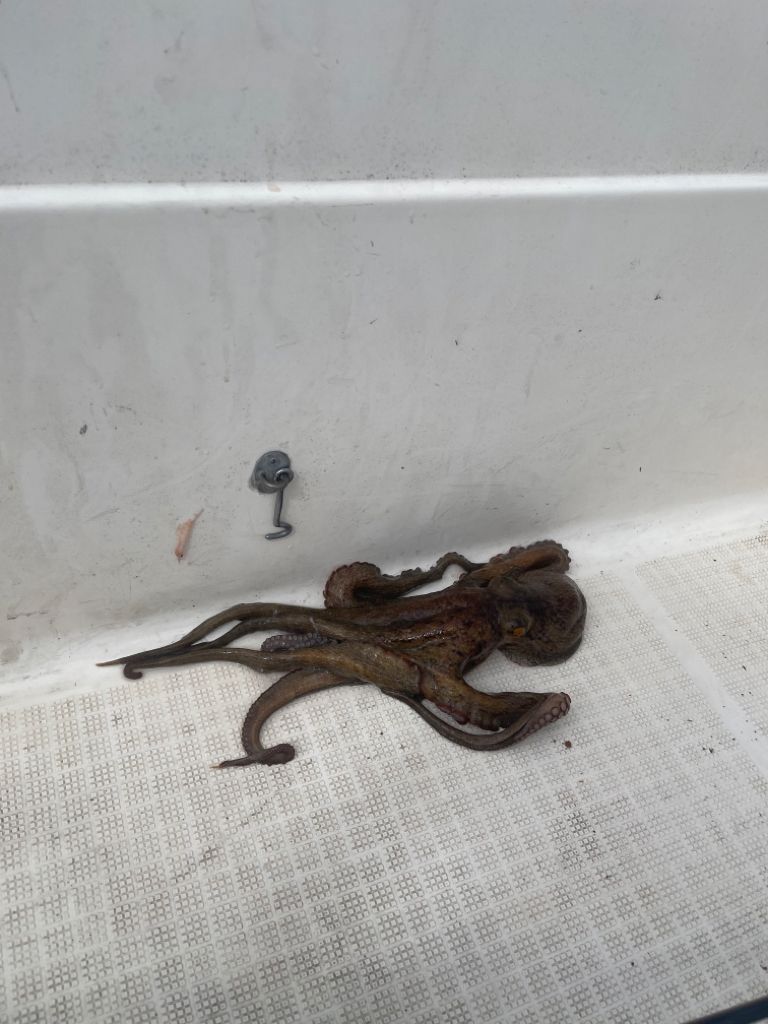 マイボートで昼間のイカメタルのはずが・・・