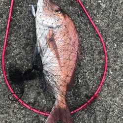 マダイが釣れたよ。