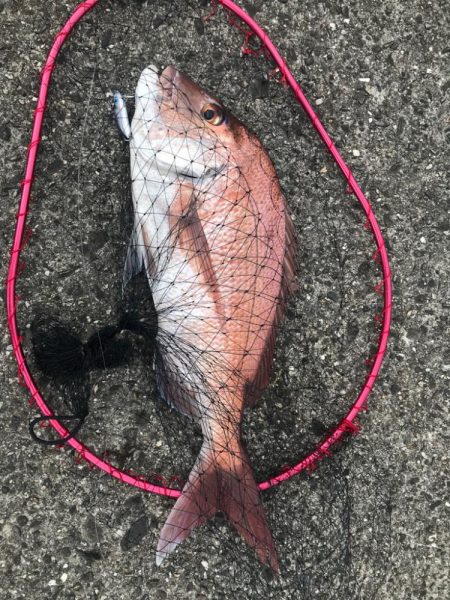 マダイが釣れたよ。