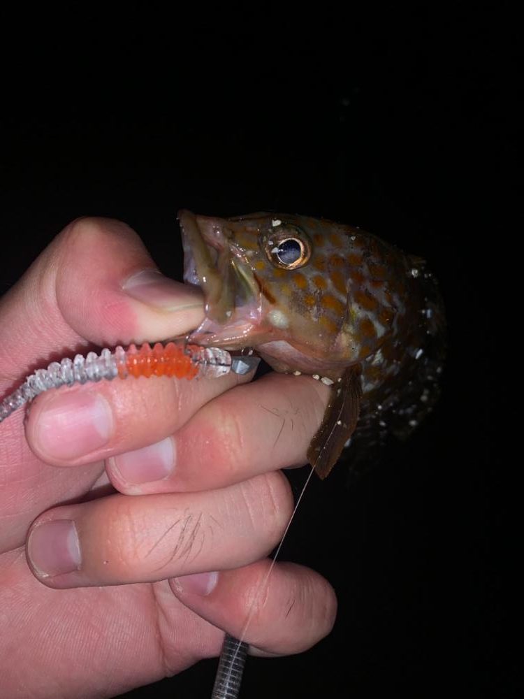 キジハタにアジに癒される