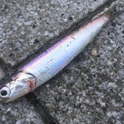 大雨後の状況は‥？