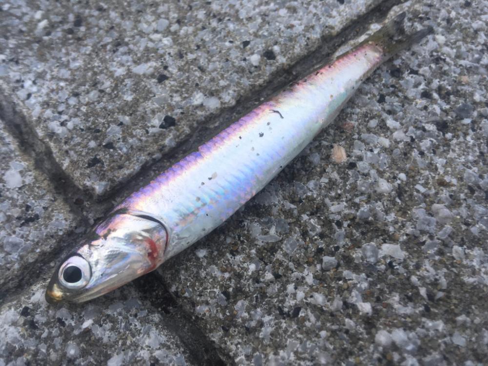 大雨後の状況は‥？