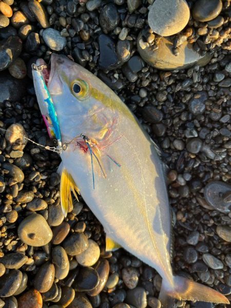 シオも少し成長中♪