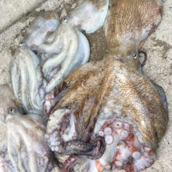 【タコフィネス】キロアップ＆タコエギロスト…