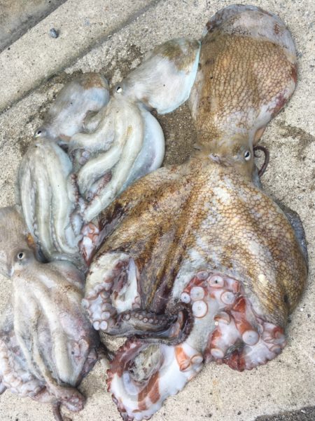 【タコフィネス】キロアップ＆タコエギロスト…