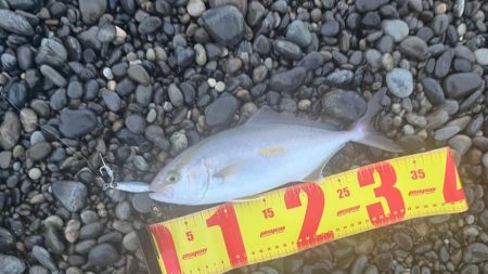 簡単ただ巻きで釣るショアジギング