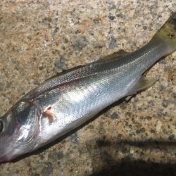 夏・夜・淀川でブッコミ