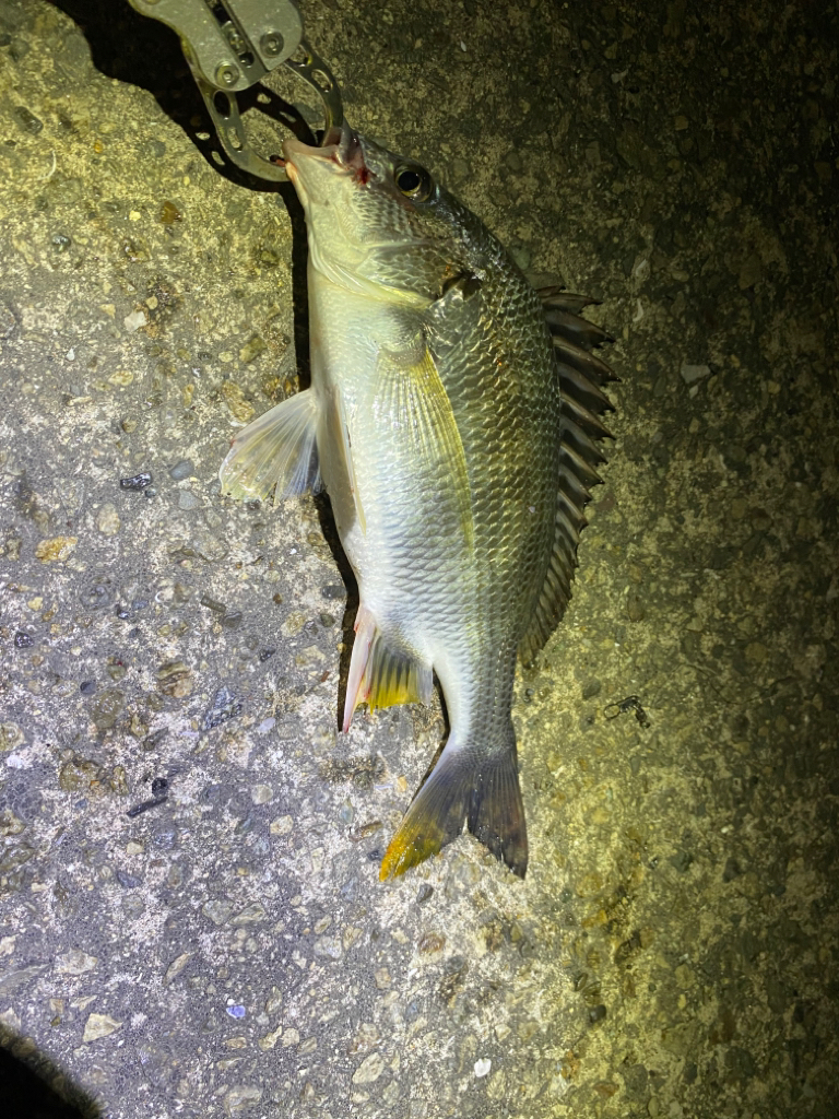 ヘチってきました