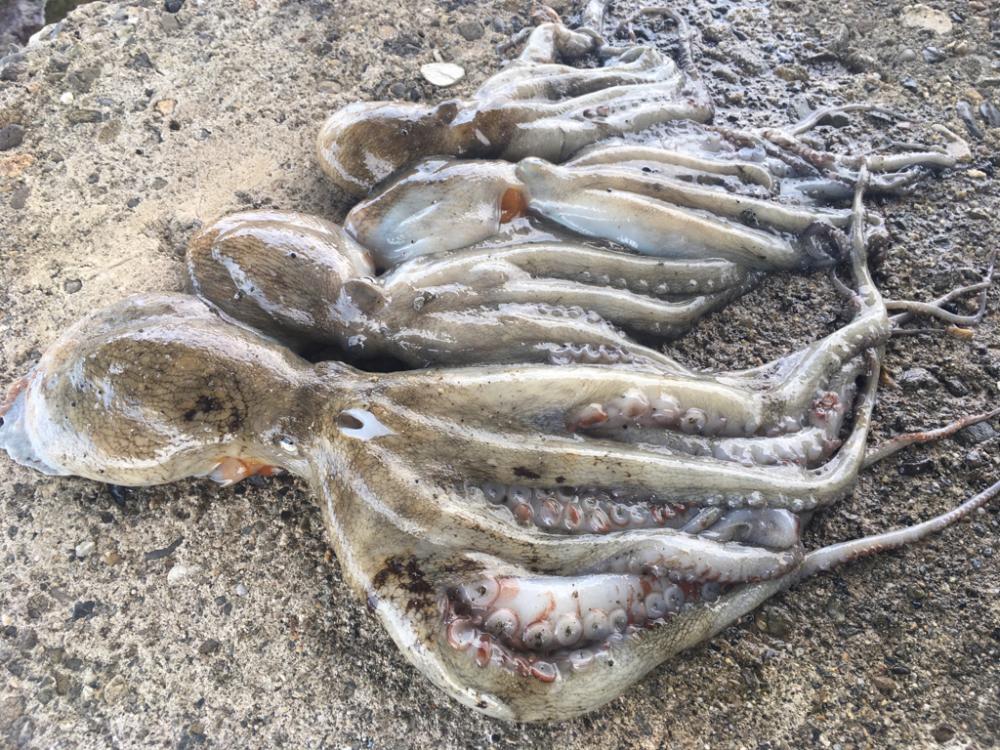 【タコフィネス】 タコエギをノーロストで連続55杯