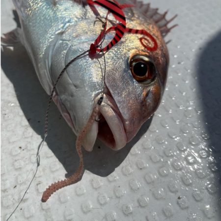 明石でタイラバ！