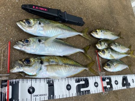 久しぶりの数釣り