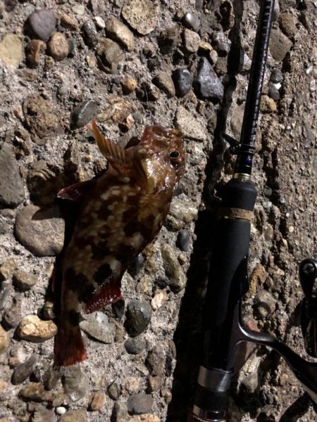 暑かった日(釣果は…)