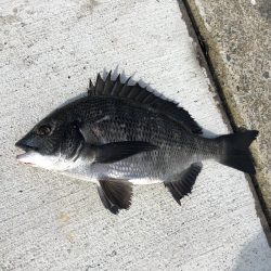 アタリなし渋々の釣行