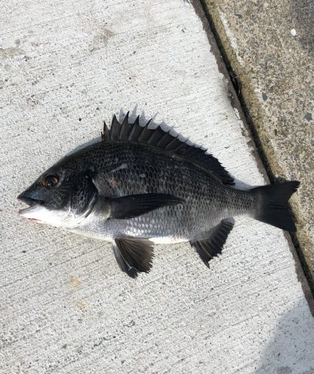 アタリなし渋々の釣行