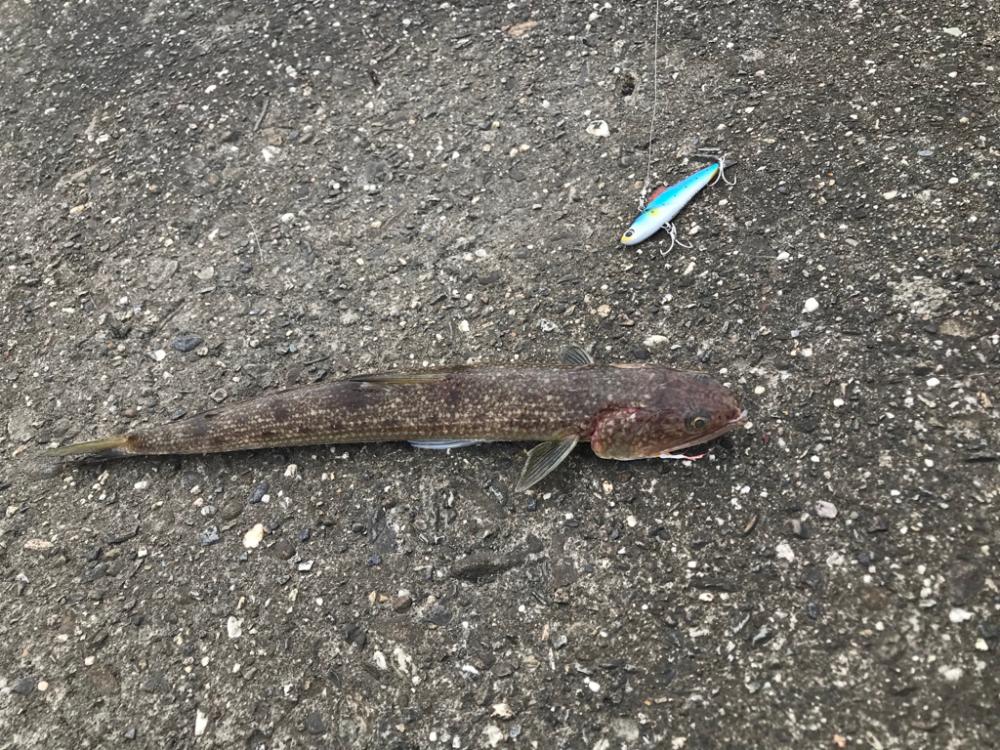 とうとうヒラメが❗️