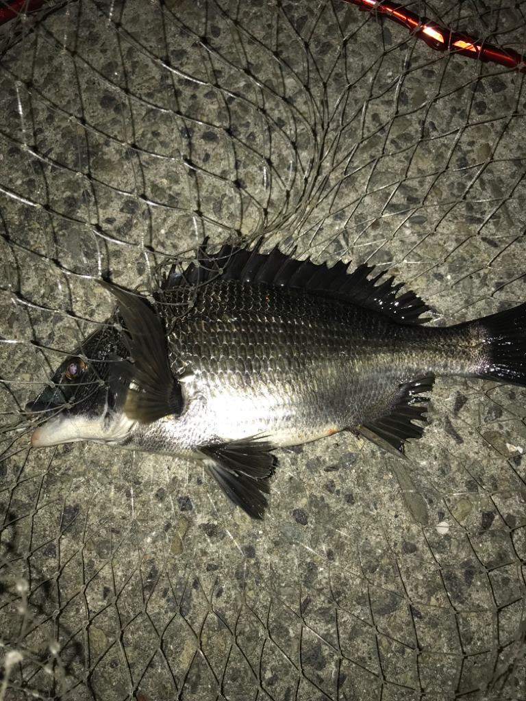 朝活！高活性！