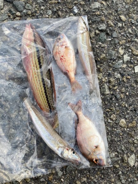 ファミリーフィッシング