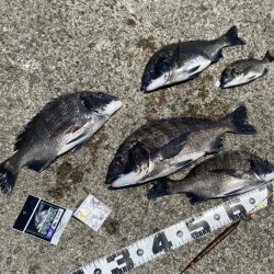 今回はこの配合　フカセ釣り